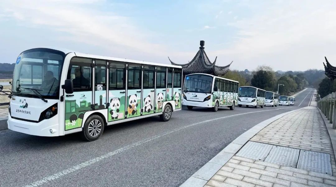 “熊貓?zhí)靾F”來了！瑪西爾23座觀光車抵達岳陽中華大熊貓苑！